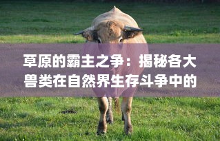 草原的霸主之争：揭秘各大兽类在自然界生存斗争中的丛林法则与巧妙生存之道