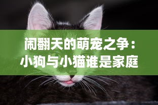 闹翻天的萌宠之争：小狗与小猫谁是家庭宠物王者，揭秘各自独特魅力秘密