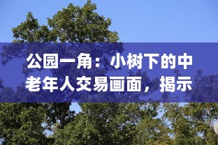 公园一角：小树下的中老年人交易画面，揭示城市生活中不为人知的一面图片集展示