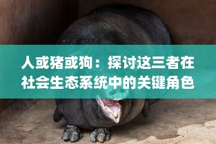 人或猪或狗：探讨这三者在社会生态系统中的关键角色与相互关系的深入研究