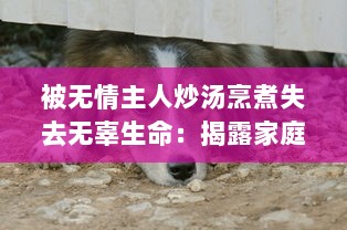 被无情主人炒汤烹煮失去无辜生命：揭露家庭虐待下小狗的无奈与挣扎的小说