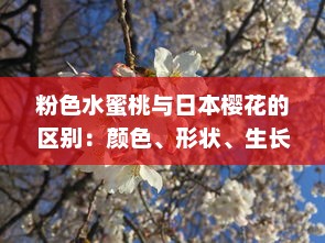 粉色水蜜桃与日本樱花的区别：颜色、形状、生长环境和文化象征解析