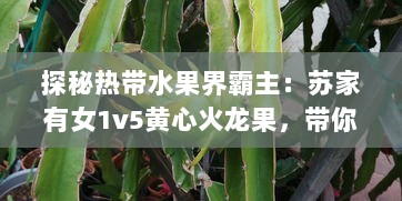 探秘热带水果界霸主：苏家有女1v5黄心火龙果，带你领略独特魅力