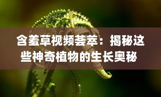 含羞草视频荟萃：揭秘这些神奇植物的生长奥秘 观察与记录，见证含羞草独特的自我保护机制