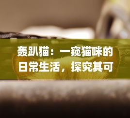 轰趴猫：一窥猫咪的日常生活，探究其可爱动作背后隐藏的科学奥秘