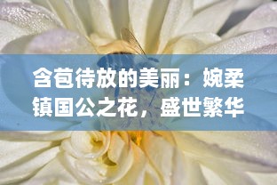 含苞待放的美丽：婉柔镇国公之花，盛世繁华的瑰丽象征