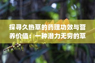 探寻久热草的药理功效与营养价值：一种潜力无穷的草本植物资源