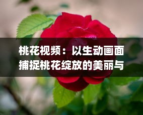 桃花视频：以生动画面捕捉桃花绽放的美丽与韵味，为您带来视觉与感觉的双重享受 v4.6.7下载