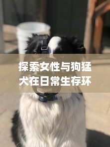 探索女性与狗猛犬在日常生存环境中交流的平衡：以实验为基础的69种独特交互视角解析 v1.6.0下载