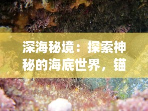 深海秘境：探索神秘的海底世界，锚点降临带你体验深海科学的奇妙旅程