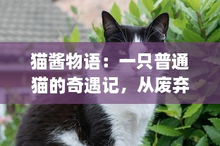 猫酱物语：一只普通猫的奇遇记，从废弃到被收养的温暖转变历程