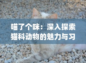 喵了个咪：深入探索猫科动物的魅力与习性，解读人类与猫咪间亲密的情感连接