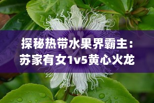 探秘热带水果界霸主：苏家有女1v5黄心火龙果，带你领略独特魅力 v3.1.7下载