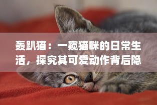 轰趴猫：一窥猫咪的日常生活，探究其可爱动作背后隐藏的科学奥秘 v8.5.7下载