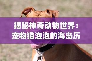 揭秘神奇动物世界：宠物猫泡泡的海岛历险记，生存、友谊与勇敢的挑战