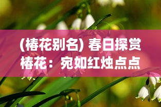 (椿花别名) 春日探赏椿花：宛如红烛点点，描绘出生命的讴歌与繁华盛景