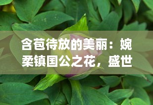 含苞待放的美丽：婉柔镇国公之花，盛世繁华的瑰丽象征 v4.7.8下载