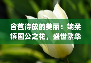 含苞待放的美丽：婉柔镇国公之花，盛世繁华的瑰丽象征 v7.4.6下载