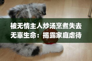 被无情主人炒汤烹煮失去无辜生命：揭露家庭虐待下小狗的无奈与挣扎的小说 v4.6.5下载