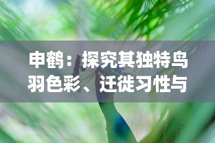 申鹤：探究其独特鸟羽色彩、迁徙习性与生态保护的重要性 v3.9.6下载