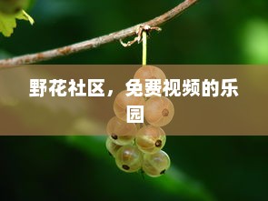 野花社区，免费视频的乐园