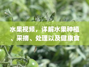 水果视频，详解水果种植、采摘、处理以及健康食用全过程的专业指导